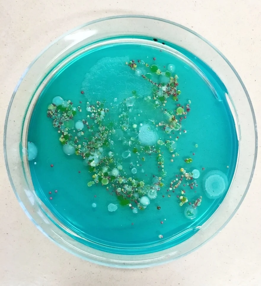Petri dish showing colorful bacterial growth on blue agar