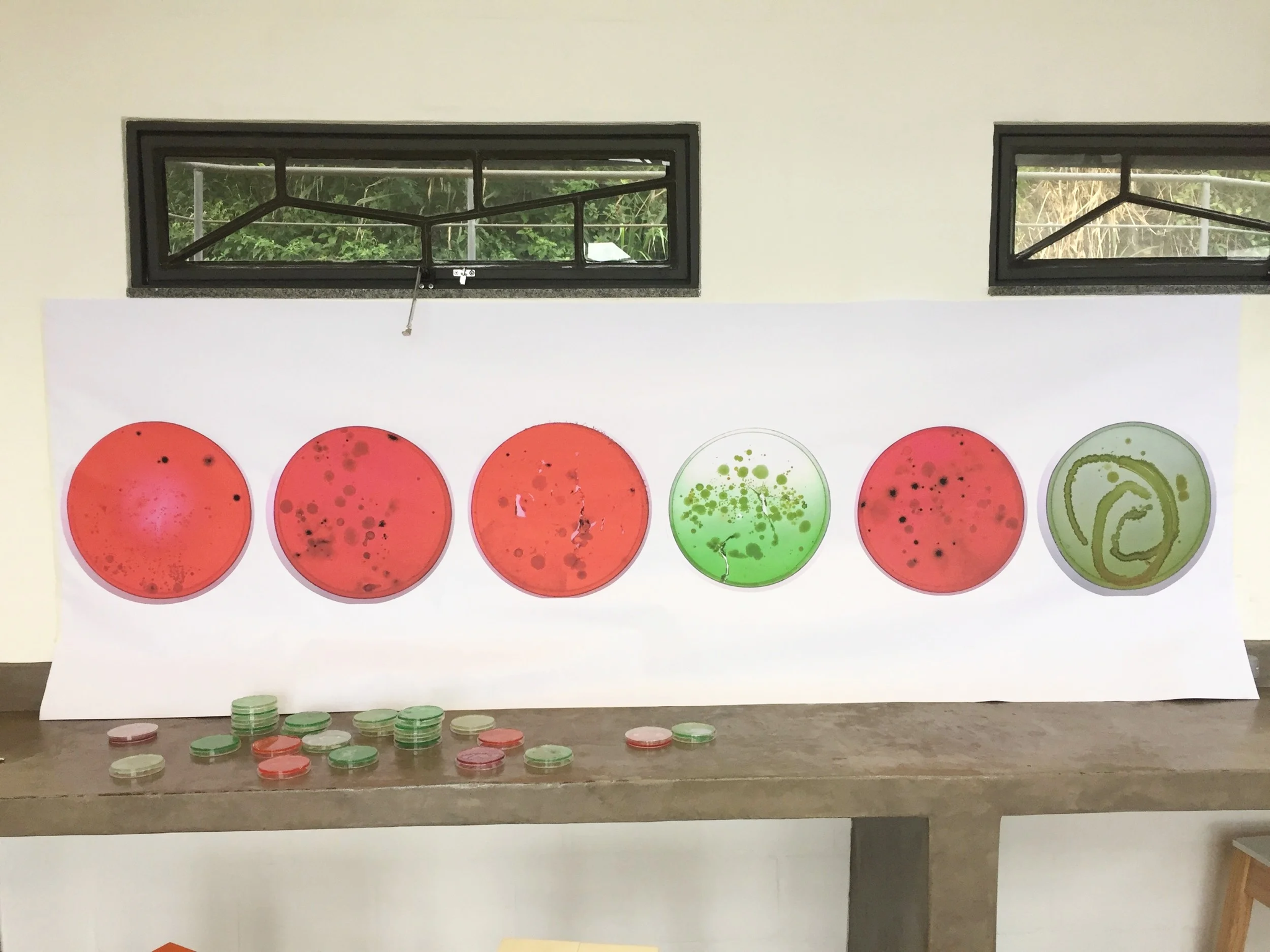 Bacteria outreach display with colored petri dishes