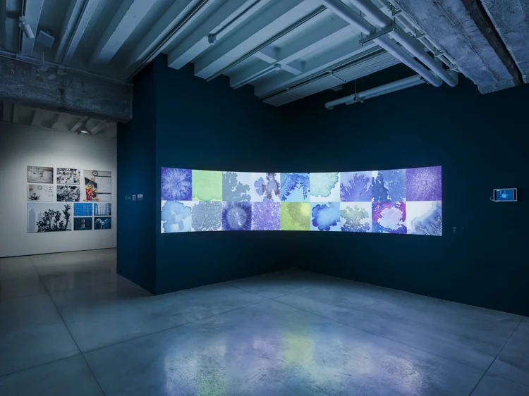 Beautiful Bacteria exhibition installation