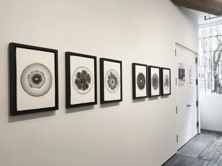 Beautiful Bacteria colony artworks on display