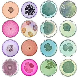 The miraculous beauty and healing power of ordinary bacteria