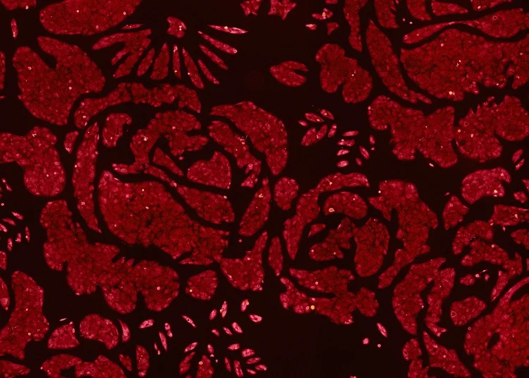 Colonies artwork