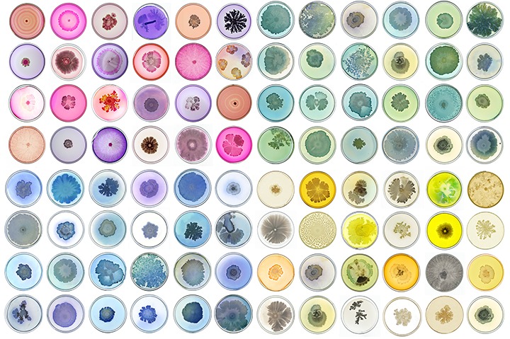 Microuniverse bacterial artwork