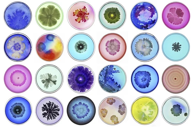 Microuniverse bacterial artwork