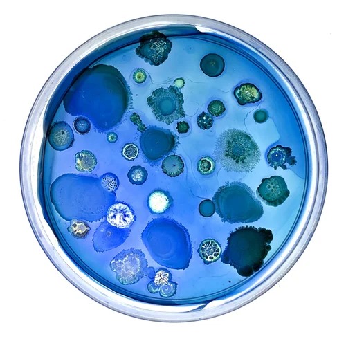 Microuniverse bacterial artwork