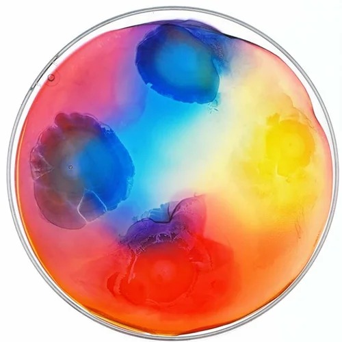 Microuniverse bacterial artwork