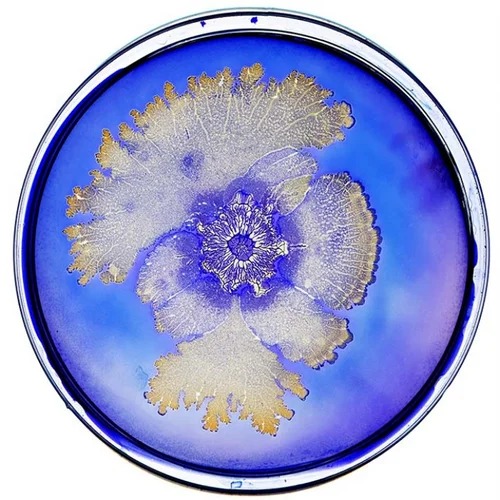 Microuniverse bacterial artwork