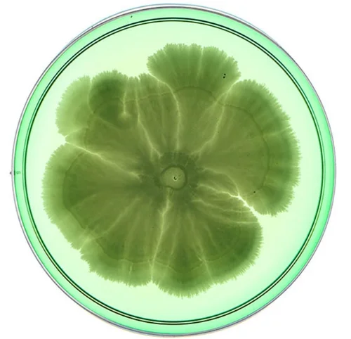 Beautiful Bacteria petri dish artwork in green tones