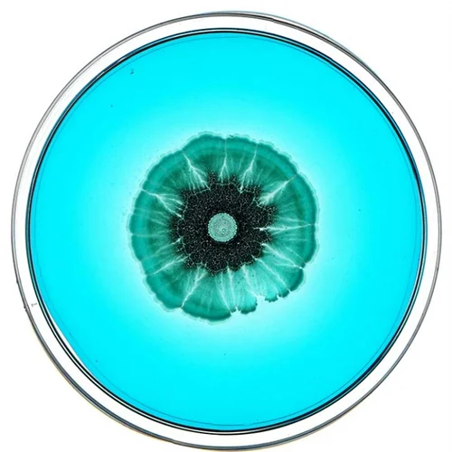Beautiful Bacteria petri dish artwork with turquoise and black center