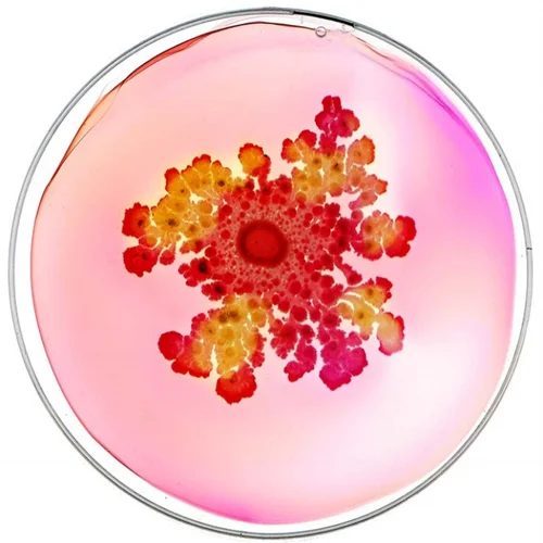 Beautiful Bacteria petri dish artwork with pink and orange floral form