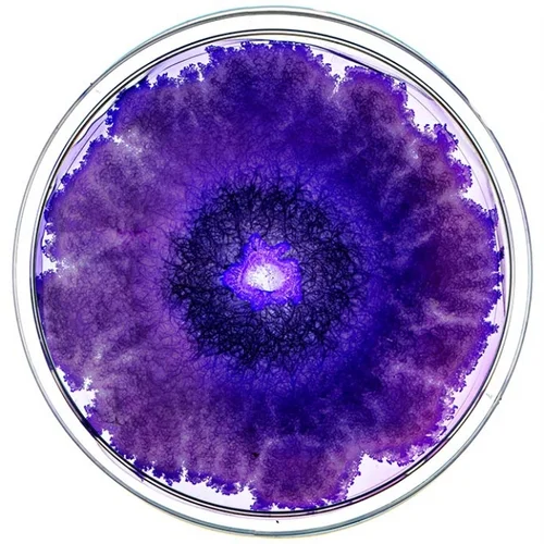 Beautiful Bacteria petri dish artwork in deep violet