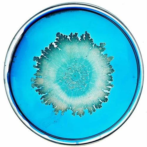 Beautiful Bacteria petri dish artwork with pale aqua lace-like pattern