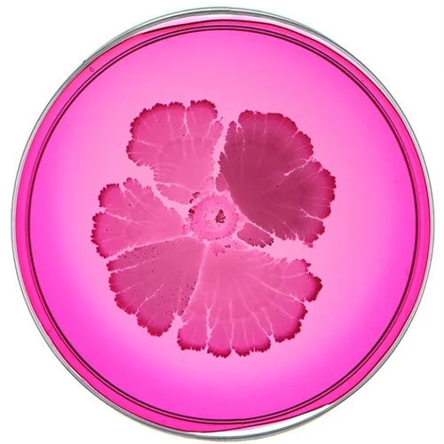 Beautiful Bacteria petri dish artwork in vivid pink