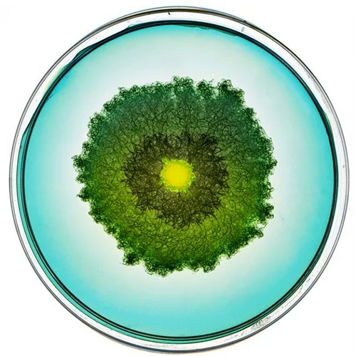 Beautiful Bacteria petri dish artwork in green with bright yellow center