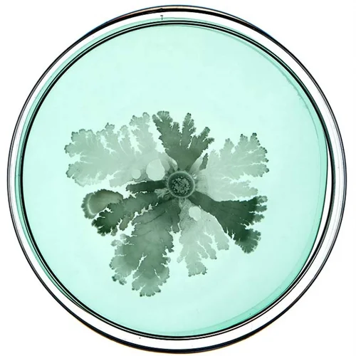 Beautiful Bacteria petri dish artwork with pale mint branching form
