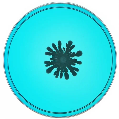 Beautiful Bacteria petri dish artwork with dark starburst on cyan