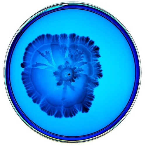 Beautiful Bacteria petri dish artwork with blue flower-like form