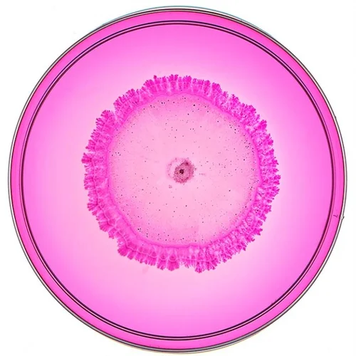 Beautiful Bacteria petri dish artwork with bright pink ring