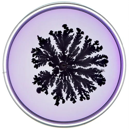 Beautiful Bacteria petri dish artwork with black branching pattern on lavender