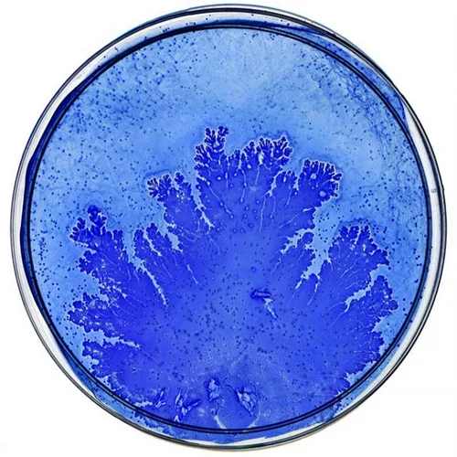 Beautiful Bacteria petri dish artwork in branching cobalt blue