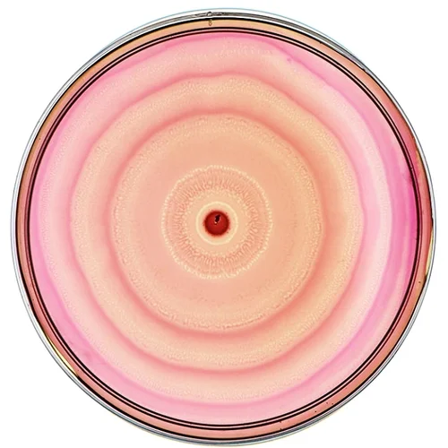 Beautiful Bacteria petri dish artwork with soft pink concentric rings