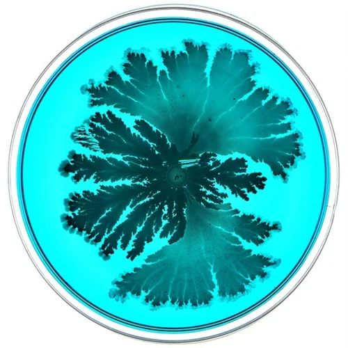 Beautiful Bacteria petri dish artwork with branching teal forms on a bright cyan background