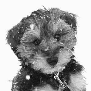 Cooper