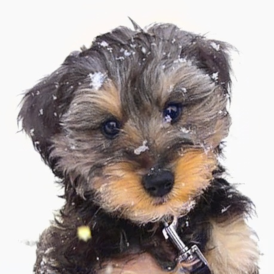 Cooper