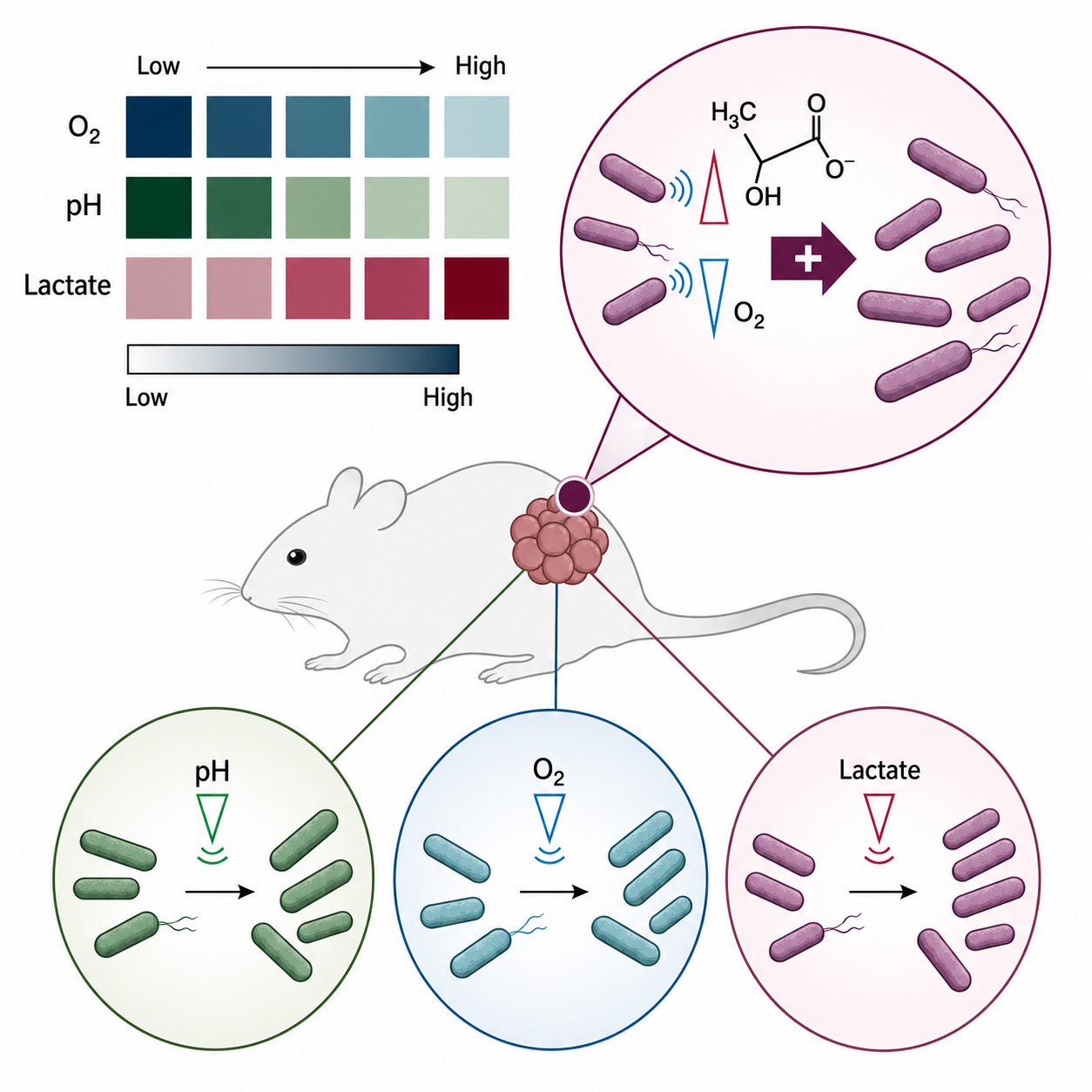 Enhancing the tropism of bacteria via genetically programmed biosensors